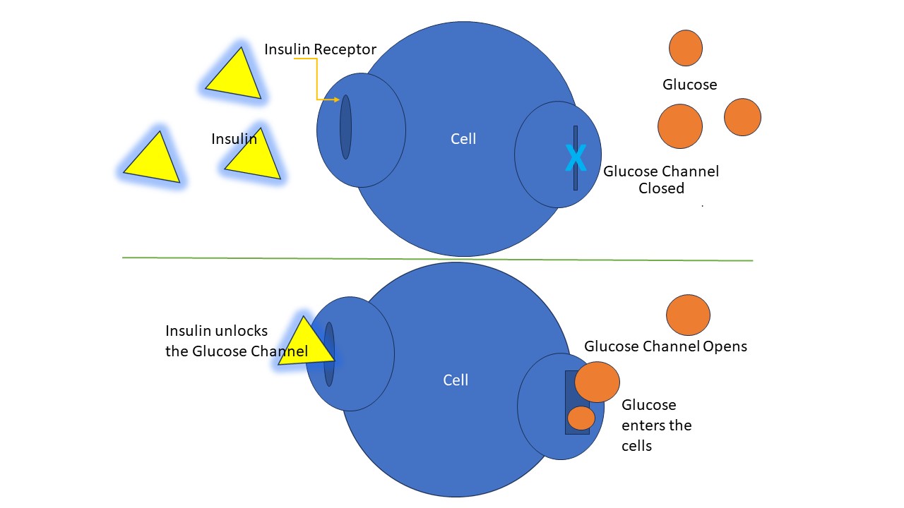 How Insulin Resistance Works